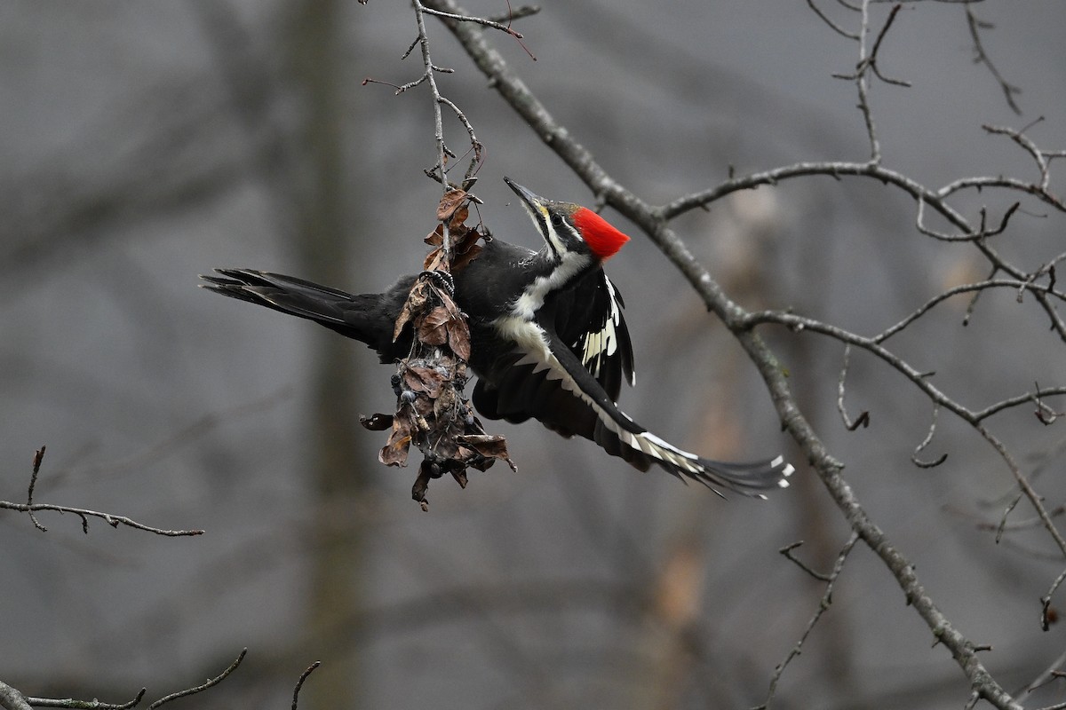 datel chocholatý - ML645652638