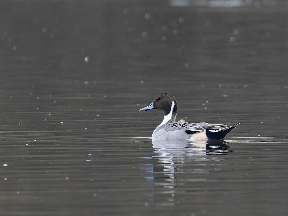 Northern Pintail - ML645652640