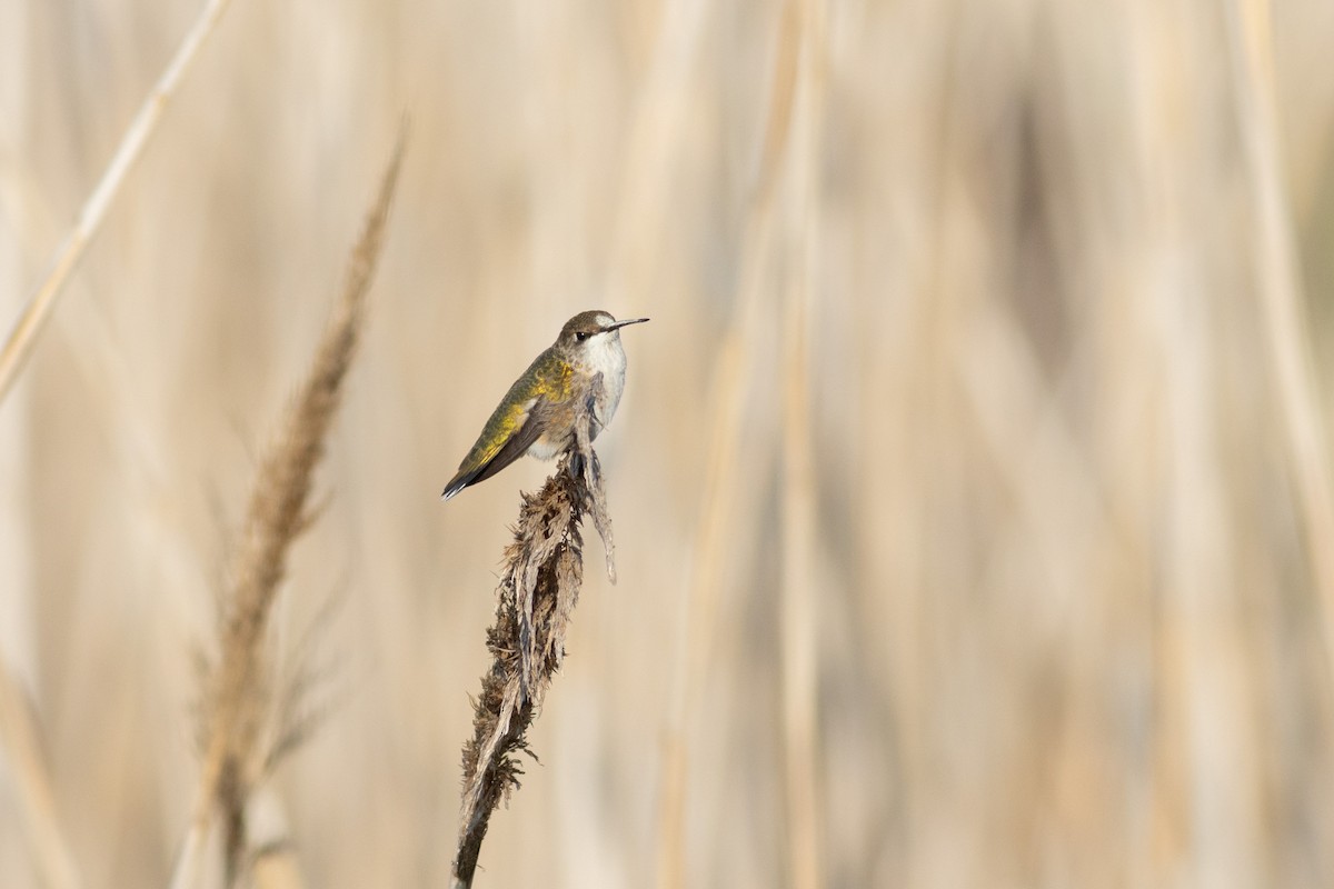 Ruby-throated Hummingbird - ML645652642