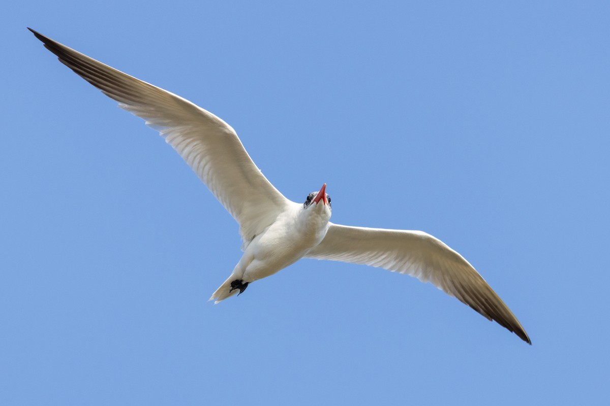 Caspian Tern - ML645652650