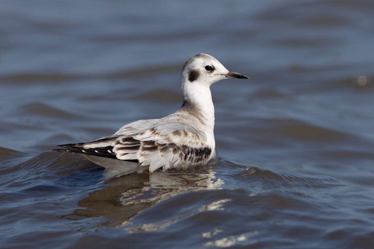 Bonaparte's Gull - ML645652657