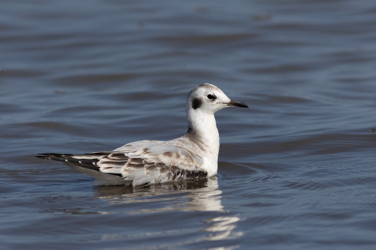 Bonaparte's Gull - ML645652661
