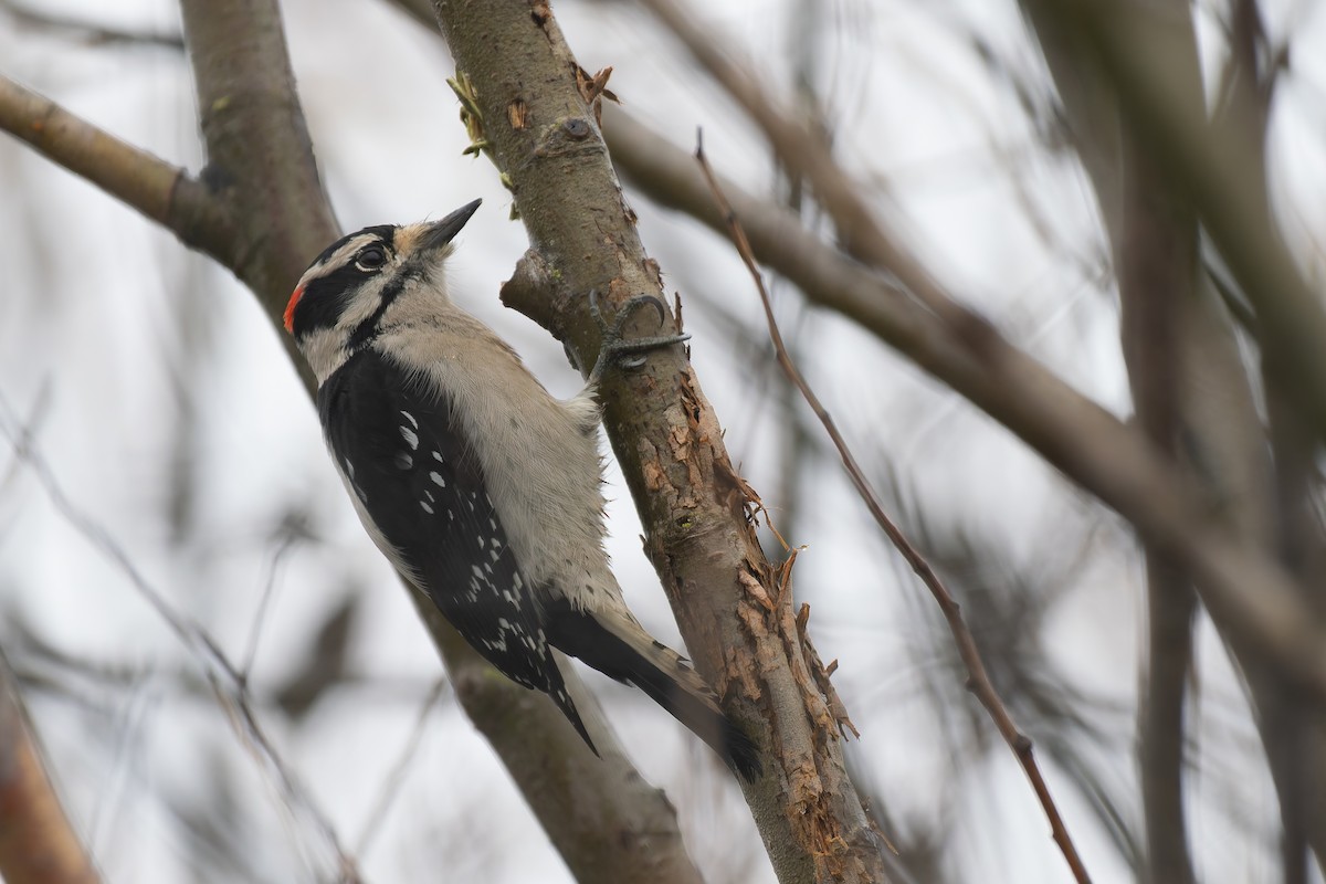 Downy Woodpecker - ML645652662