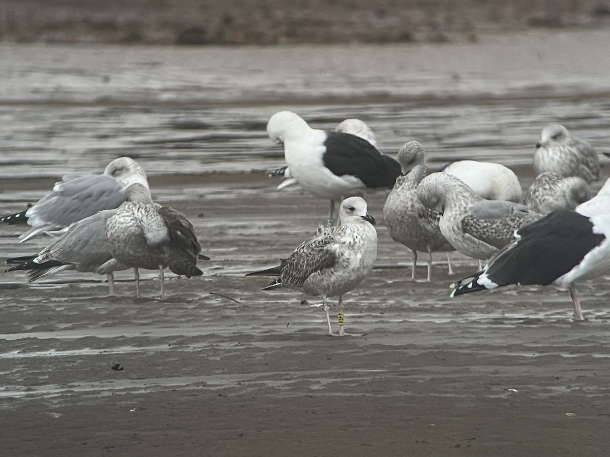 Caspian Gull - ML645652665