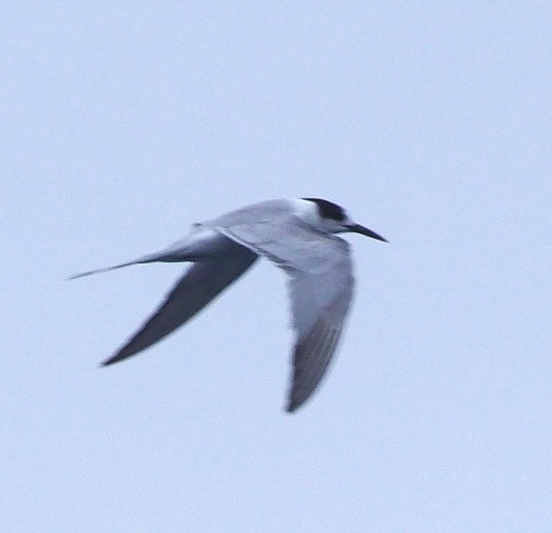 Common Tern - ML645652666