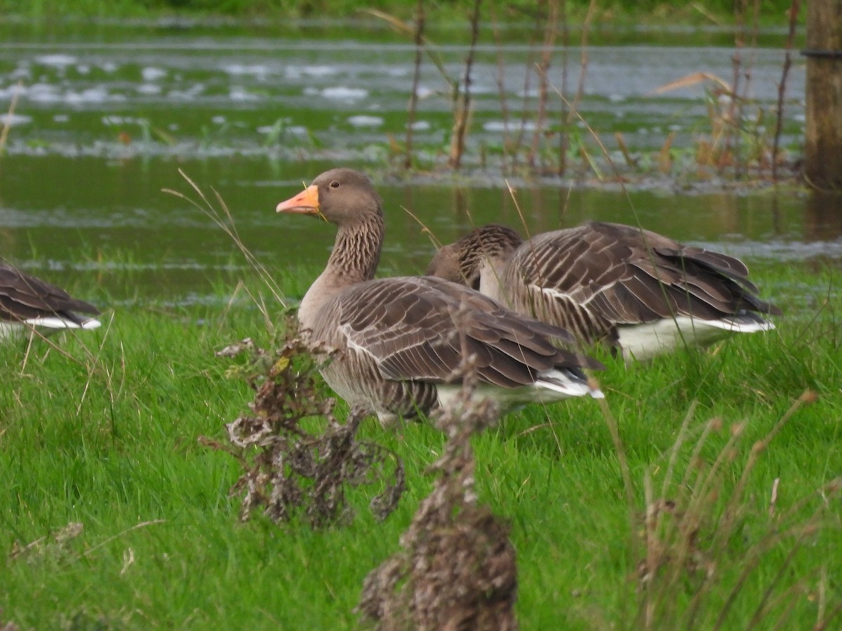אווז אפור - ML645652673
