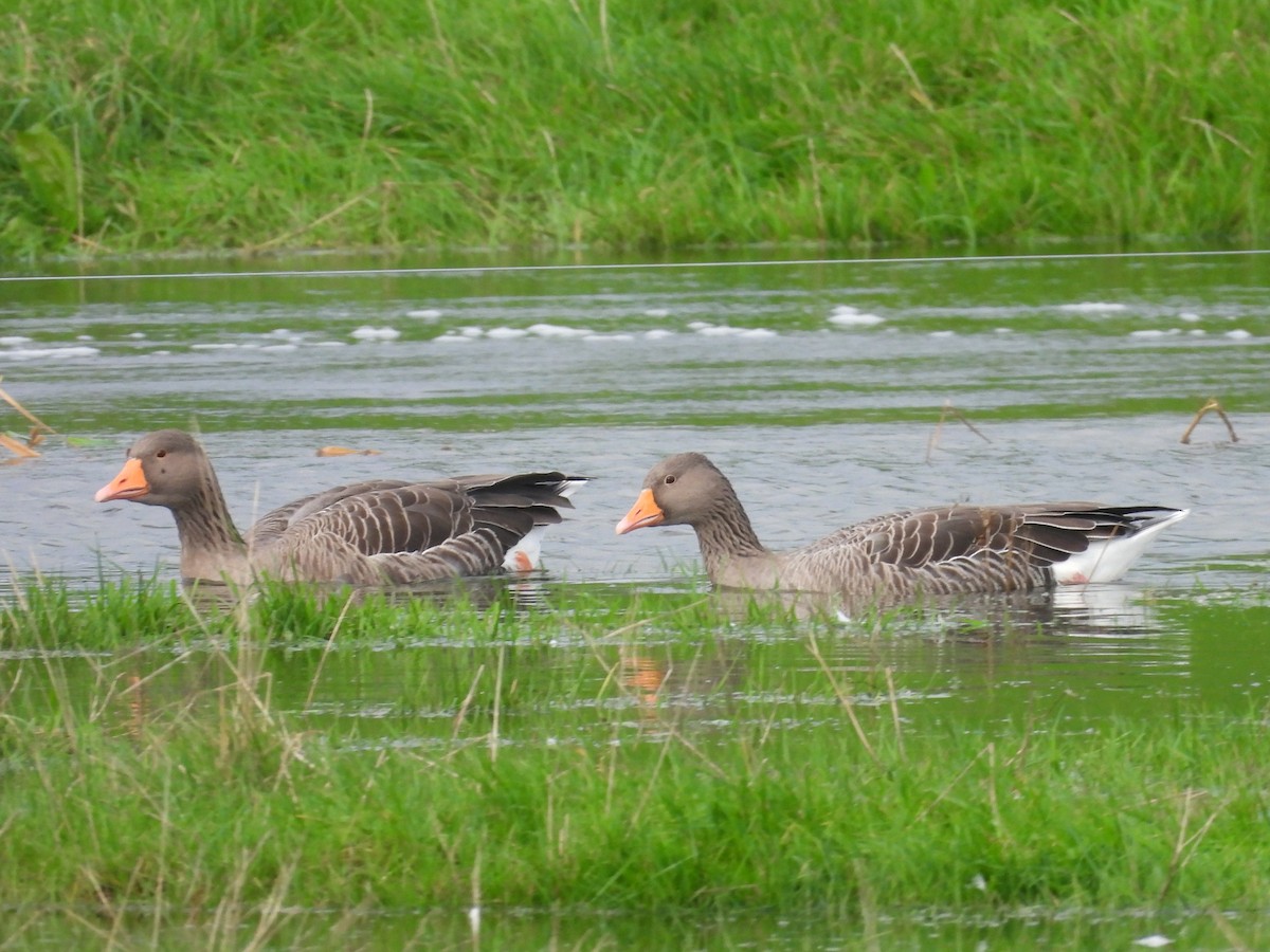 אווז אפור - ML645652674