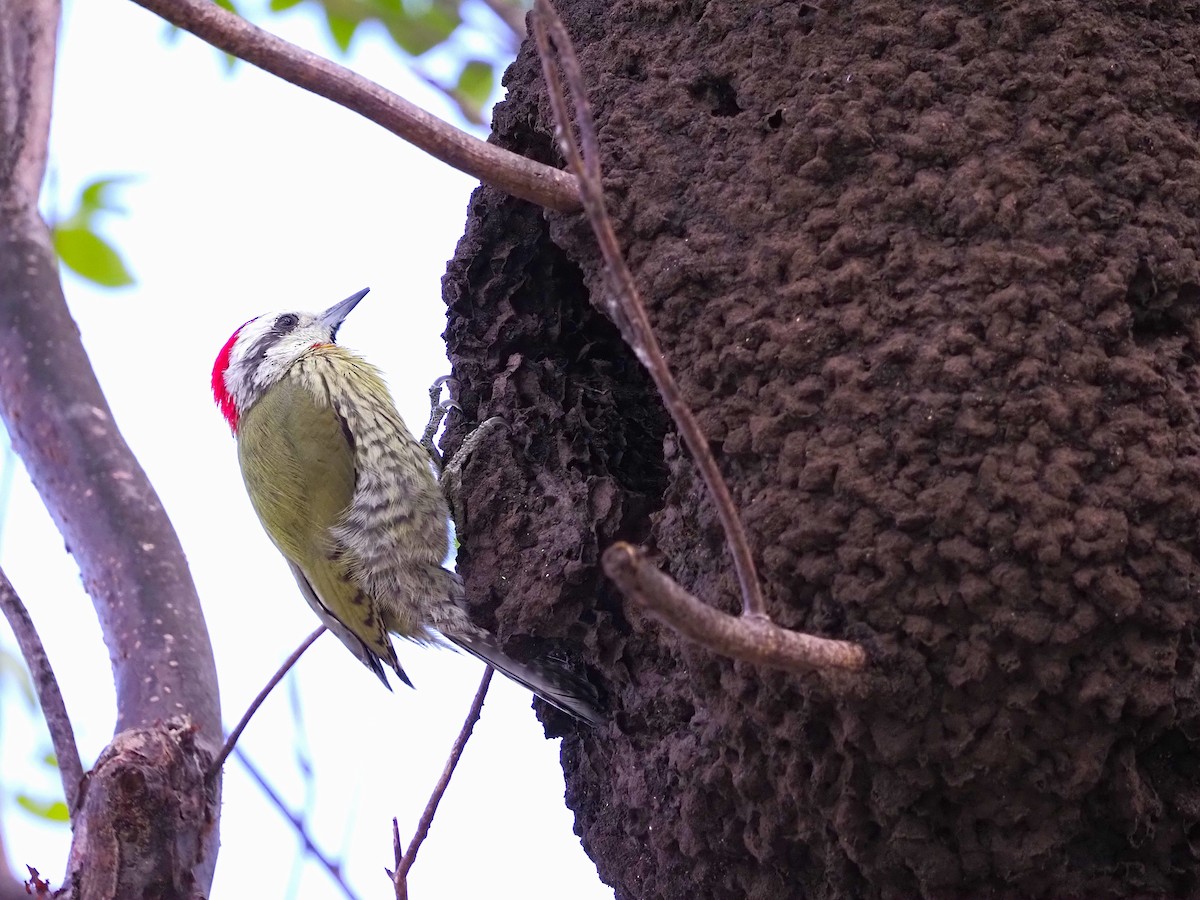 Cuban Green Woodpecker - ML645652675