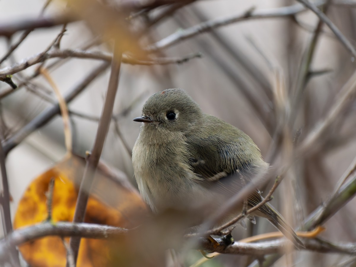 Ruby-crowned Kinglet - ML645652683