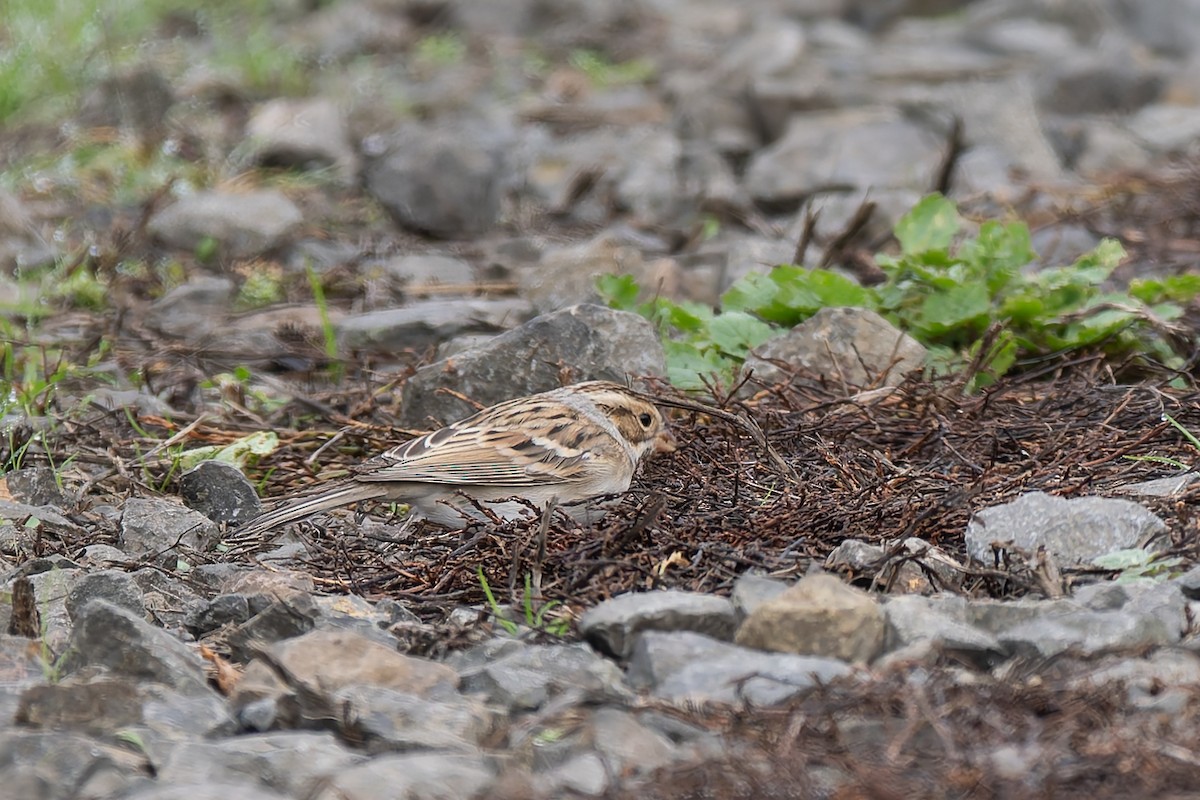 Clay-colored Sparrow - ML645652691
