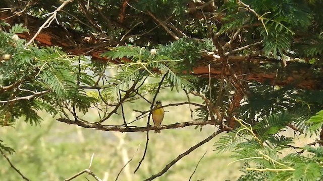 Горобцеподібні sp. - ML645652692