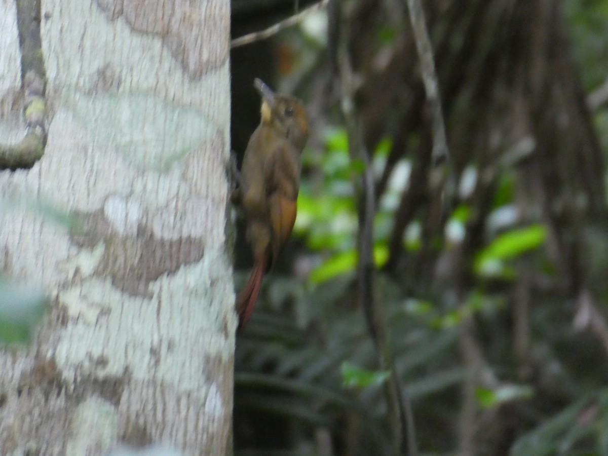 Hellschwingen-Baumsteiger - ML645652703