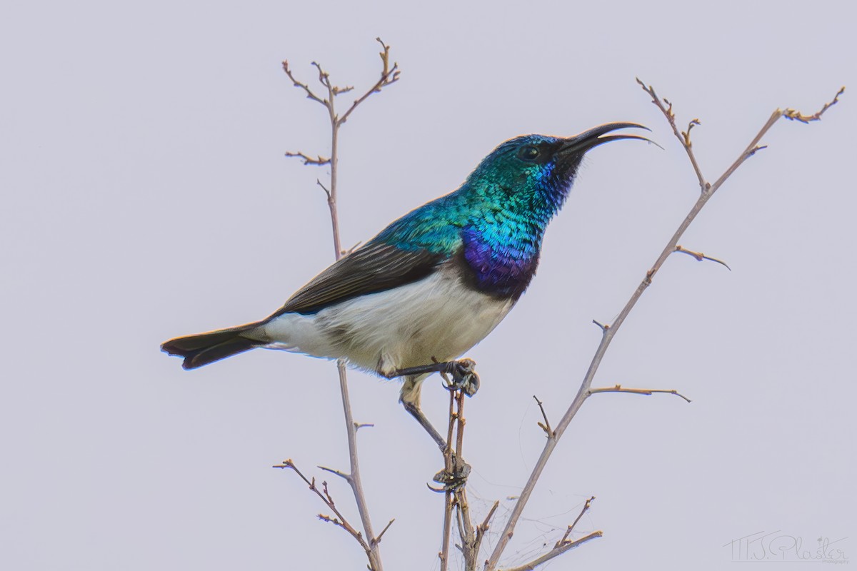 Белобрюхая нектарница - ML645652716