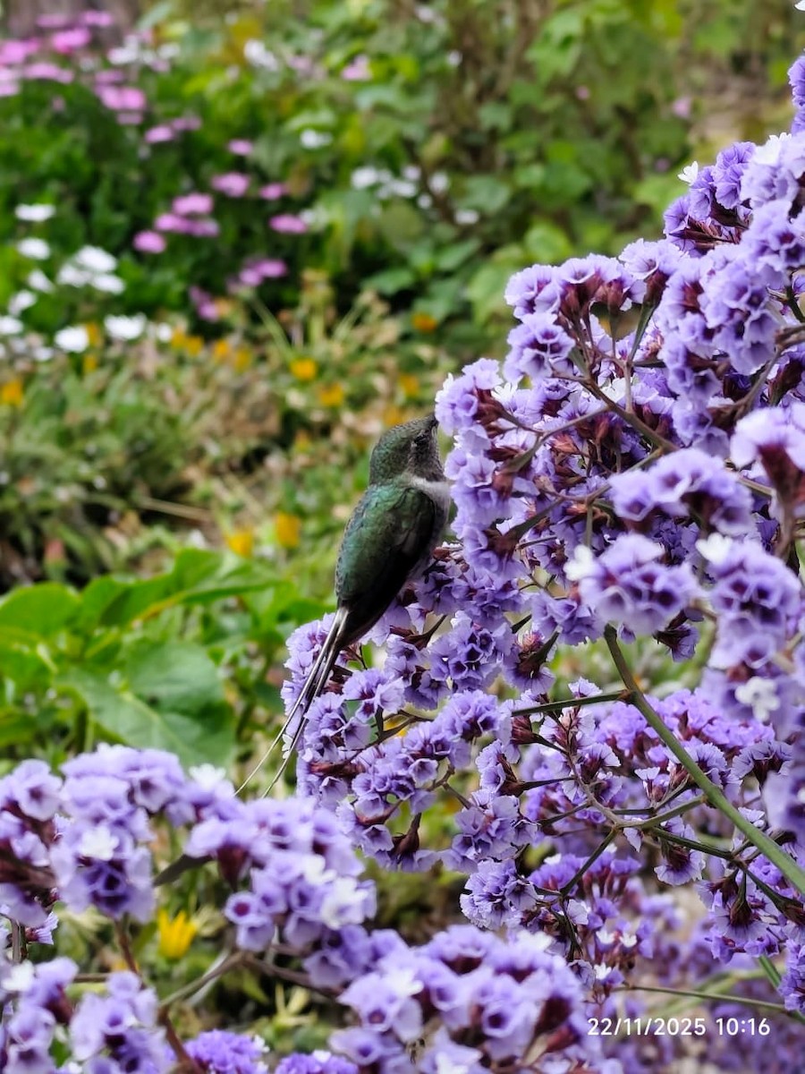 Перуанский искрохвост - ML645652722