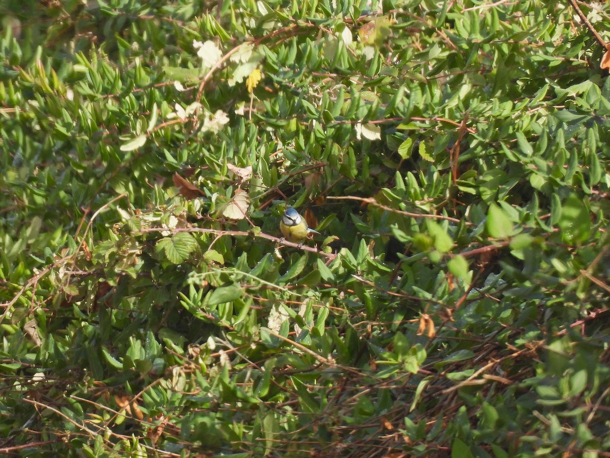 Лазоревка - ML645652723