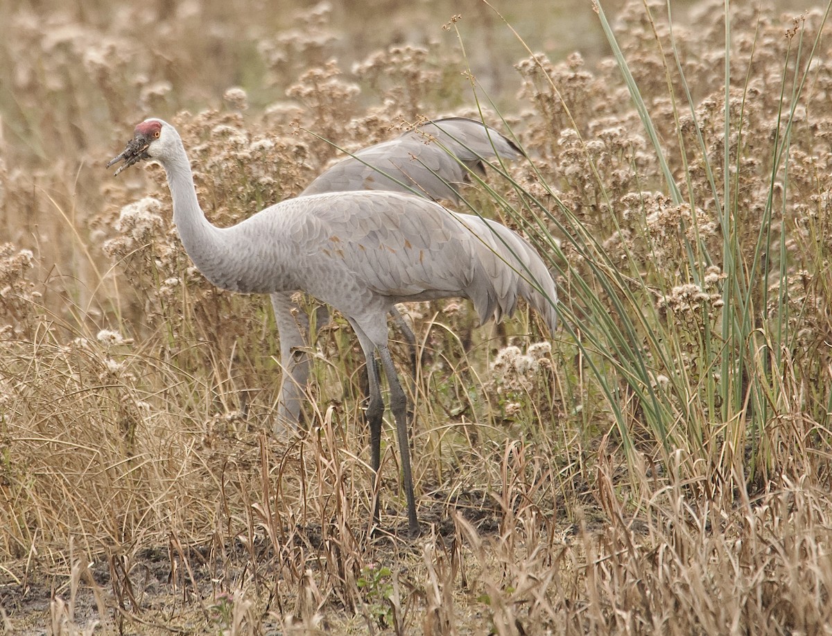 Канадский журавль (tabida/rowani) - ML645652724