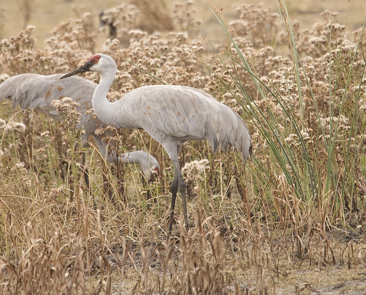 Канадский журавль (tabida/rowani) - ML645652725
