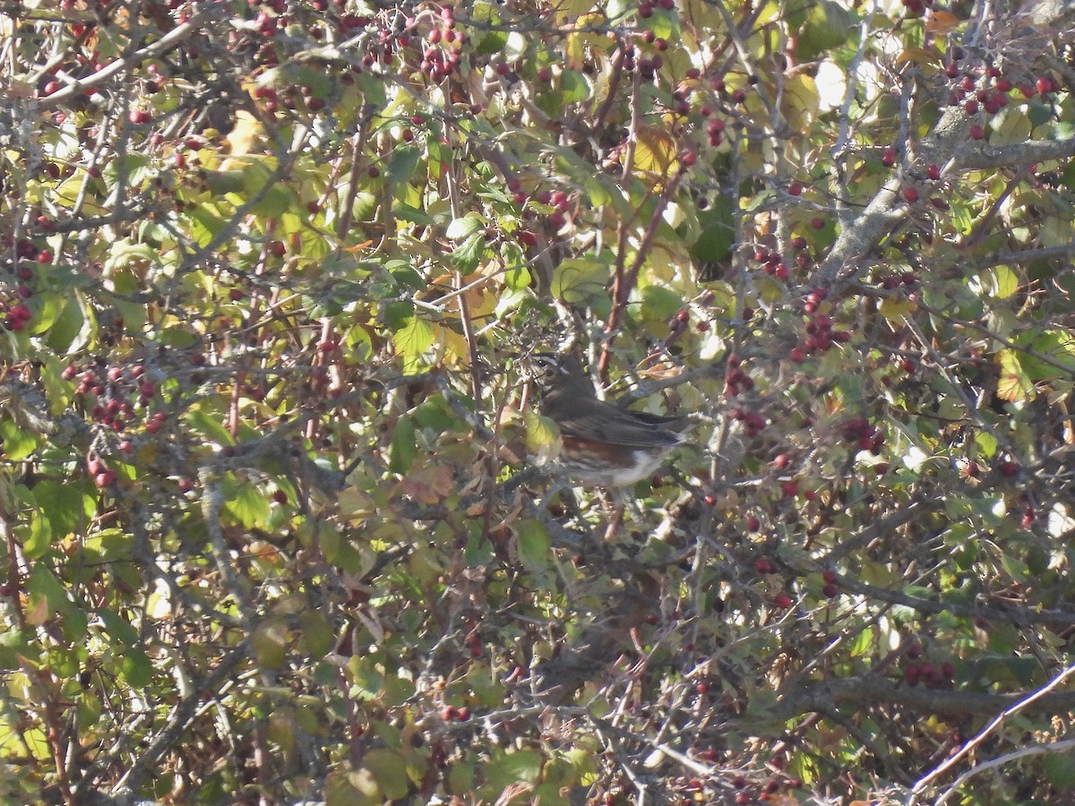 Белобровик - ML645652730