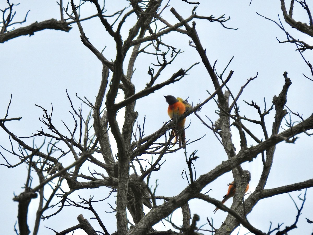 Горихвостковый личинкоед - ML645652731