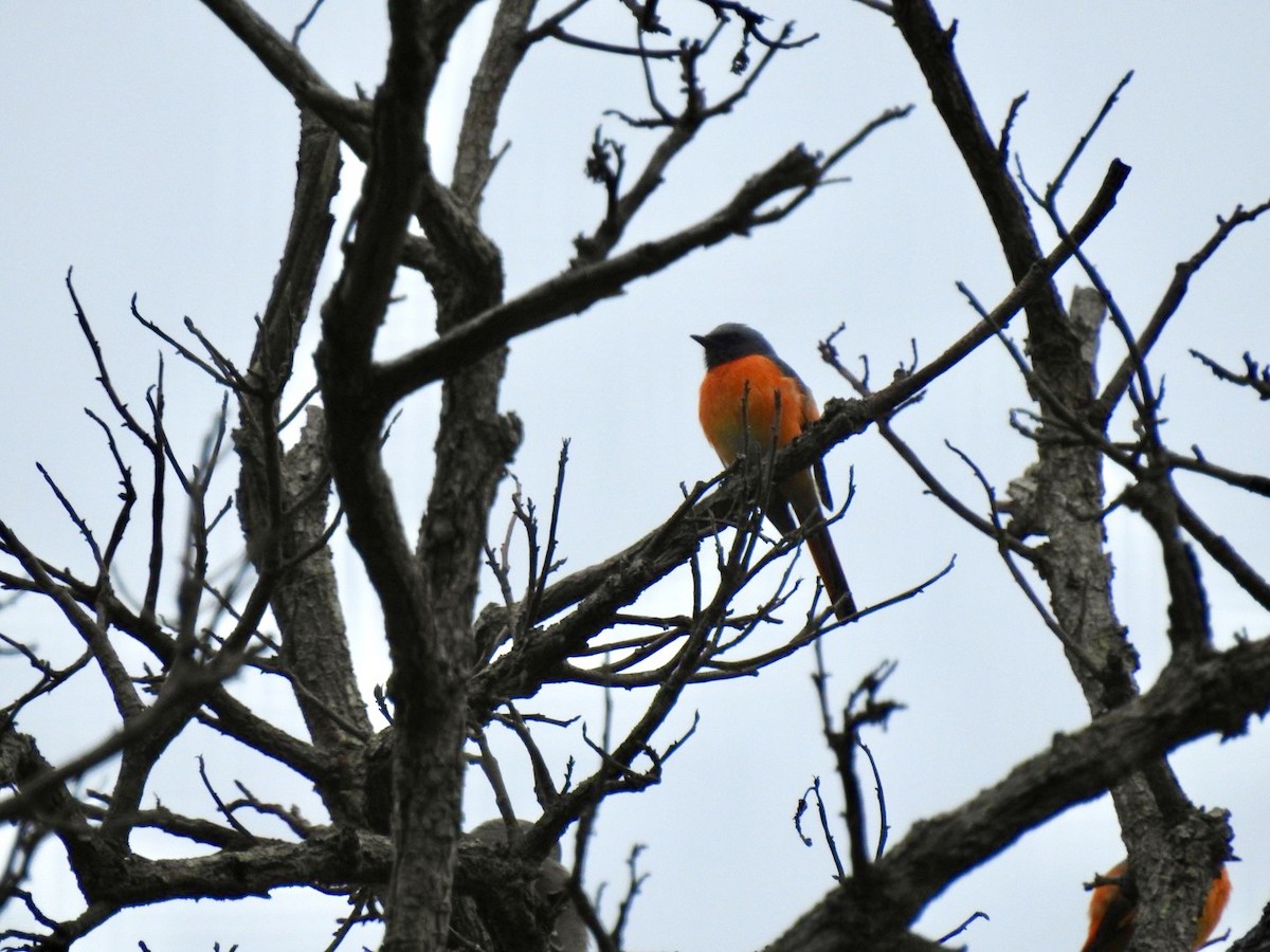 Горихвостковый личинкоед - ML645652732