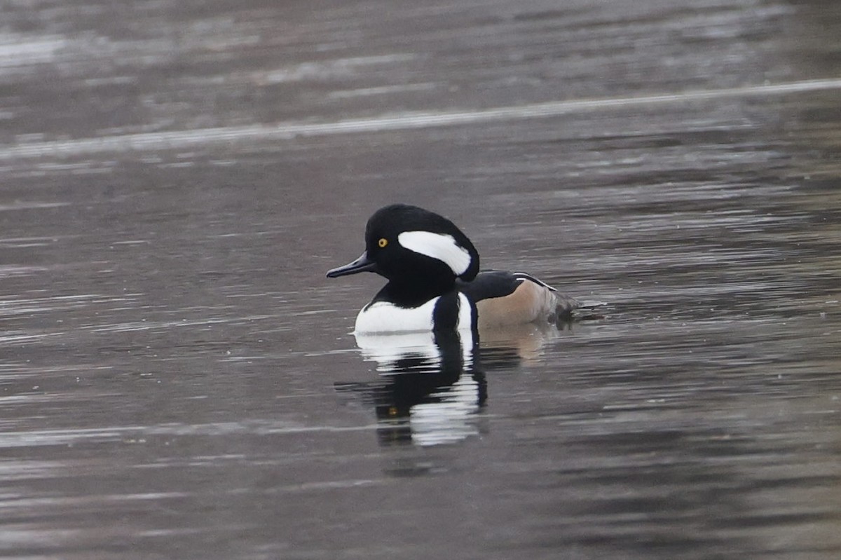 Капюшоновый крохаль - ML645652733