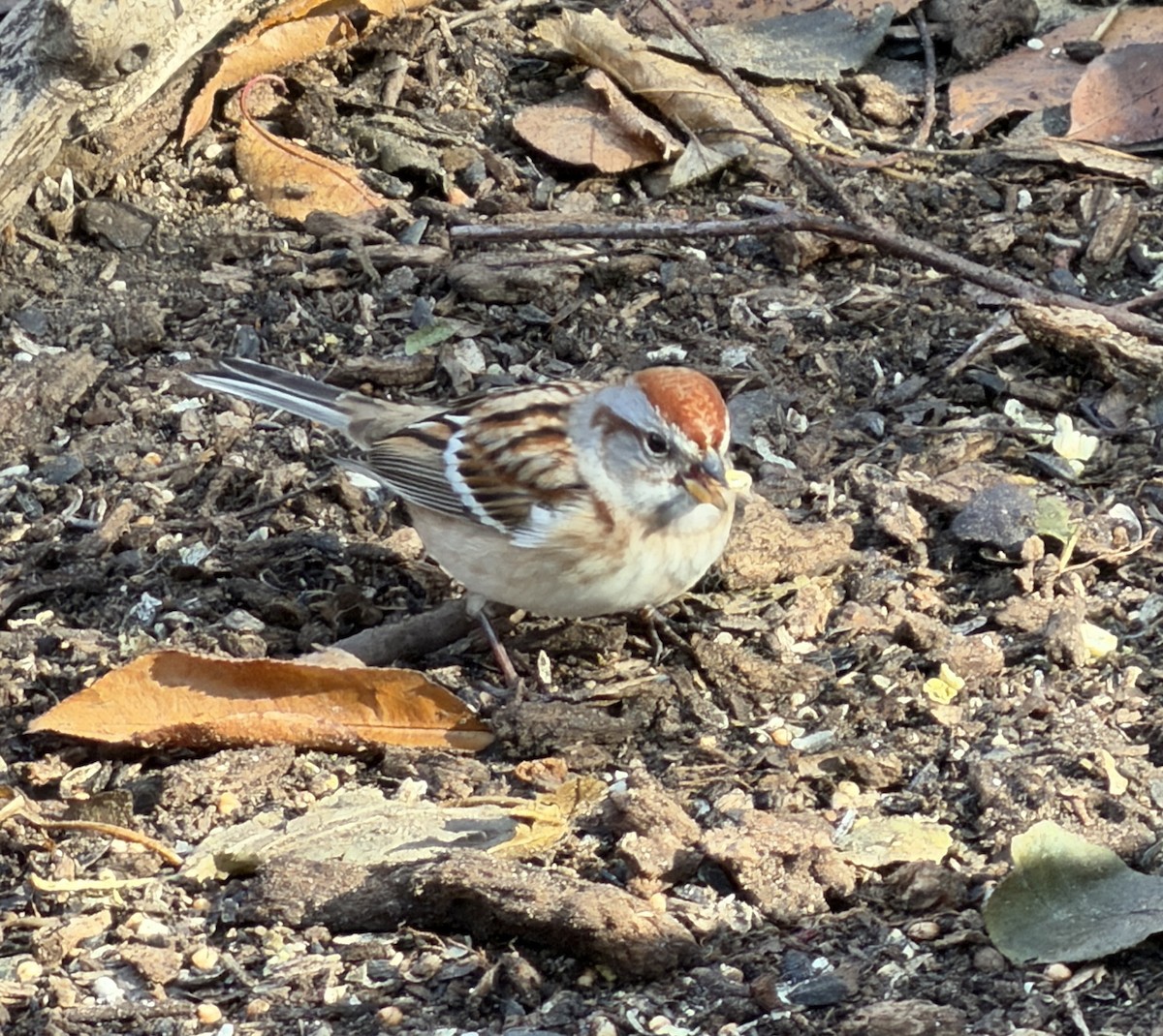 Воробьиная овсянка - ML645652734