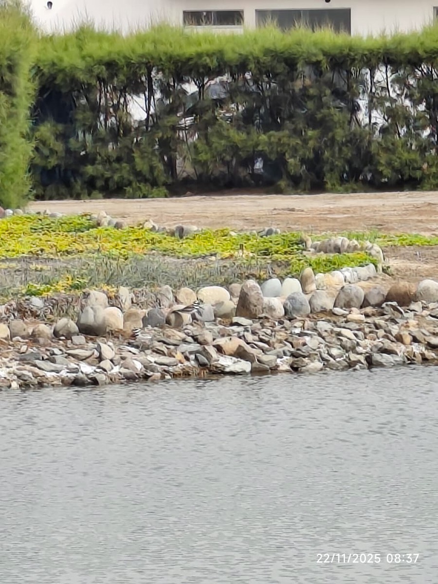 Крикливый зуёк - ML645652736