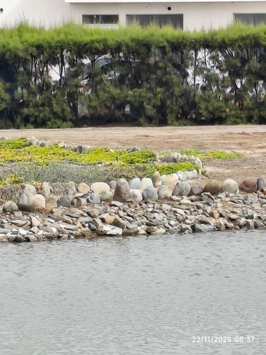 Крикливый зуёк - ML645652737