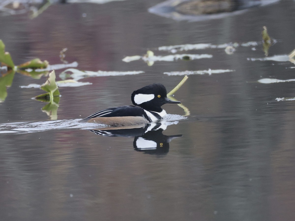 Капюшоновый крохаль - ML645652738