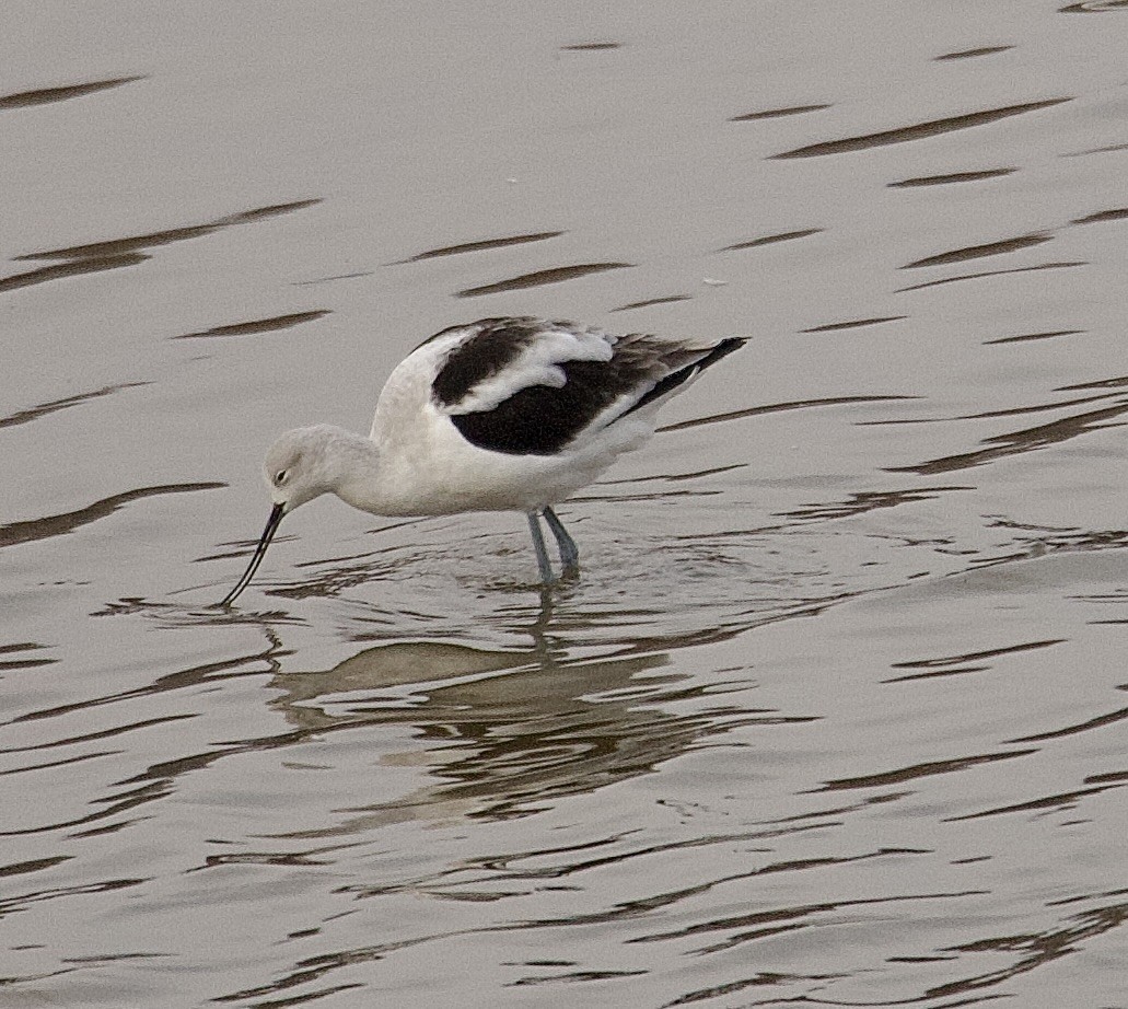 Американская шилоклювка - ML645652740