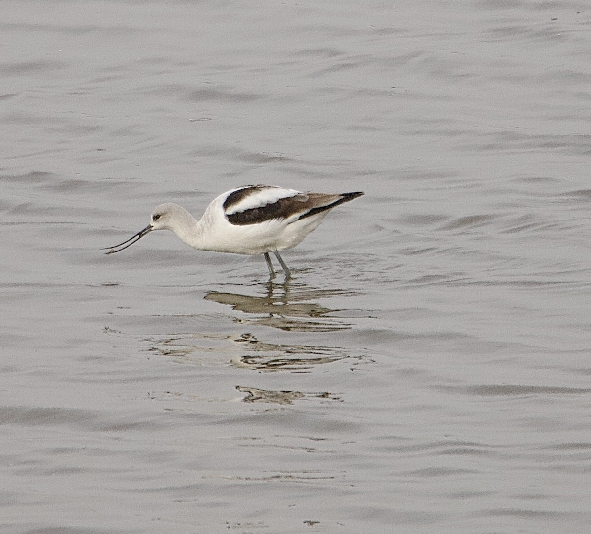 Американская шилоклювка - ML645652741