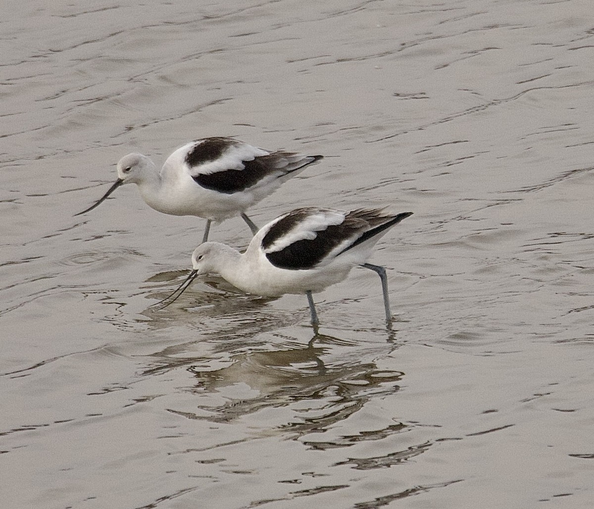 Американская шилоклювка - ML645652743