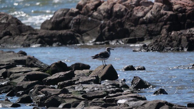 Olrog's Gull - ML645652744