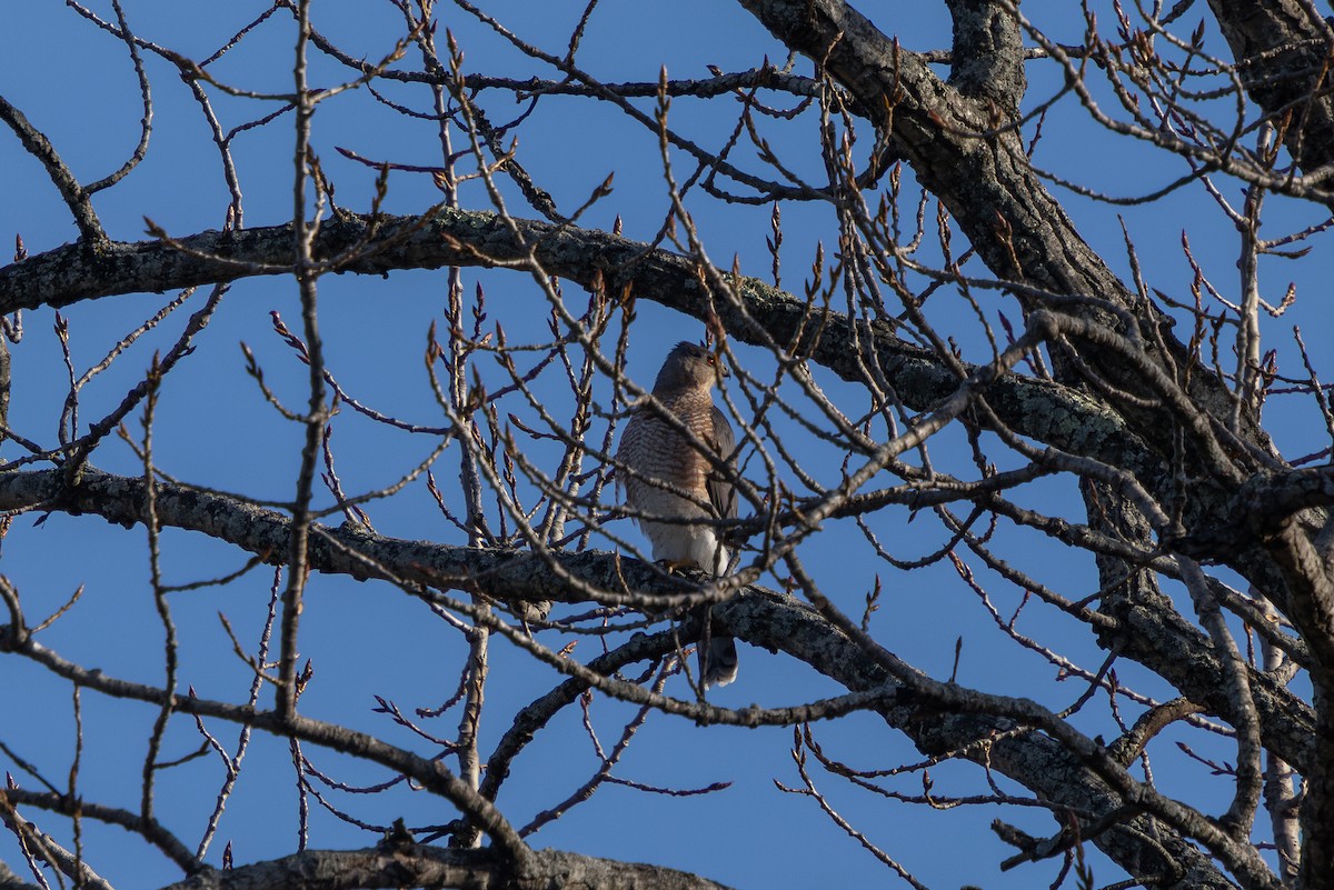 Куперов ястреб - ML645652745