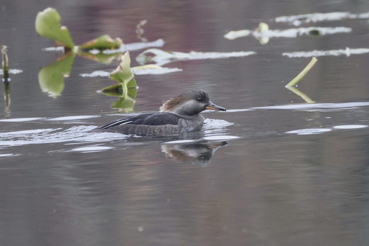 Капюшоновый крохаль - ML645652746