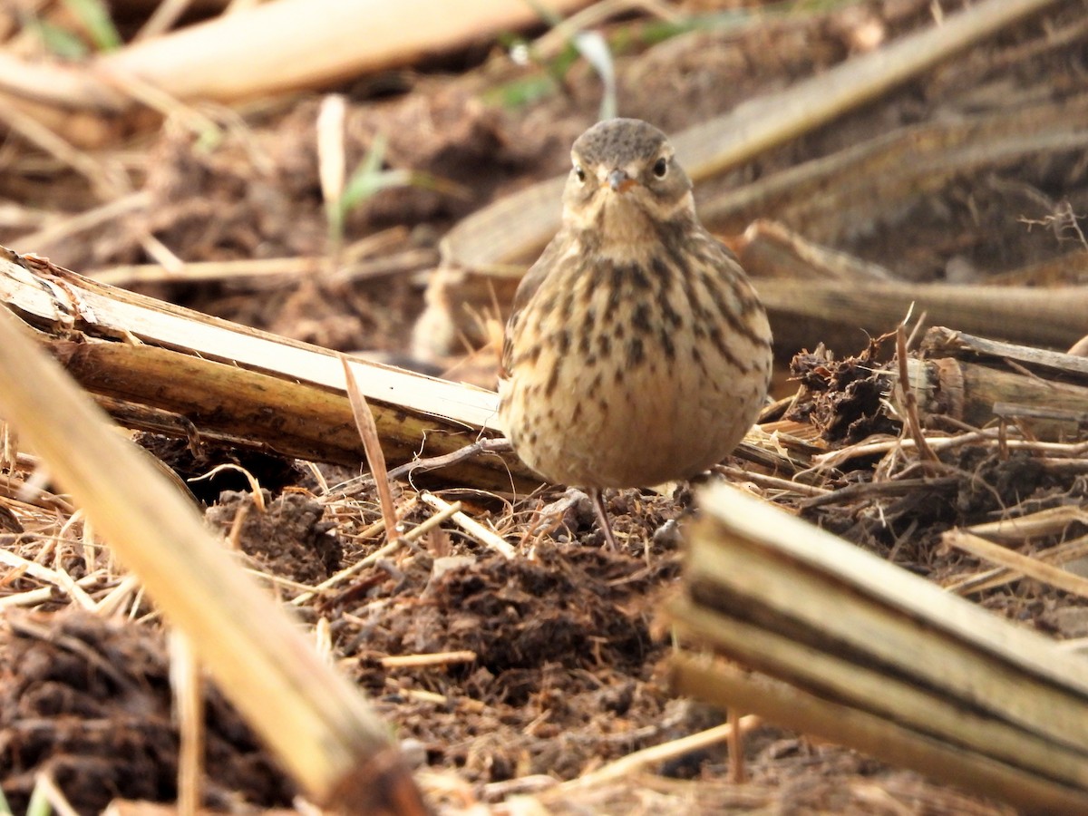 Американский конёк - ML645652748