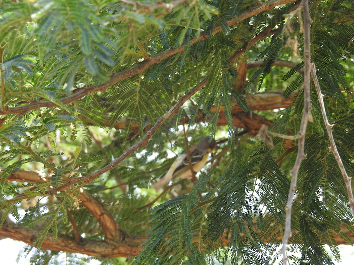 воробьиная птица sp. - ML645652749