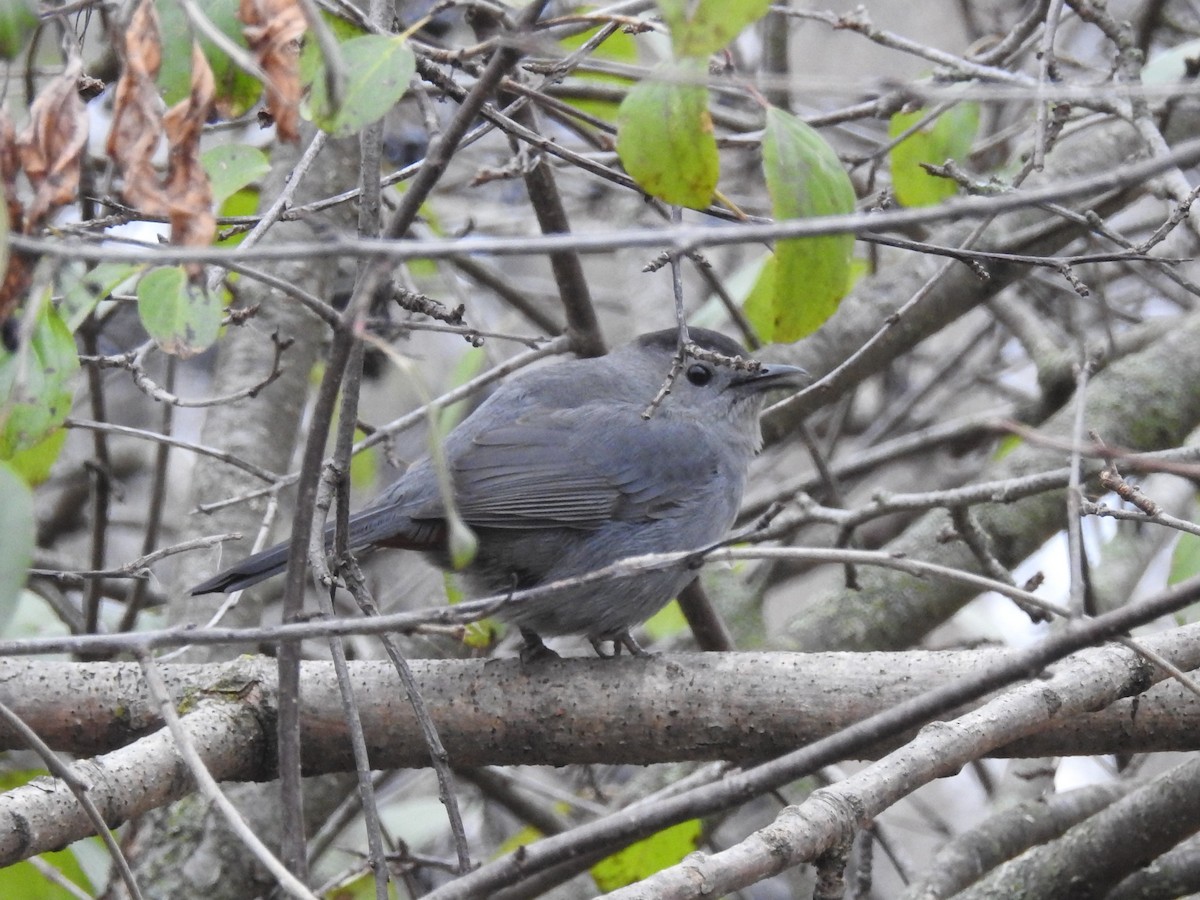 Gray Catbird - ML645652750