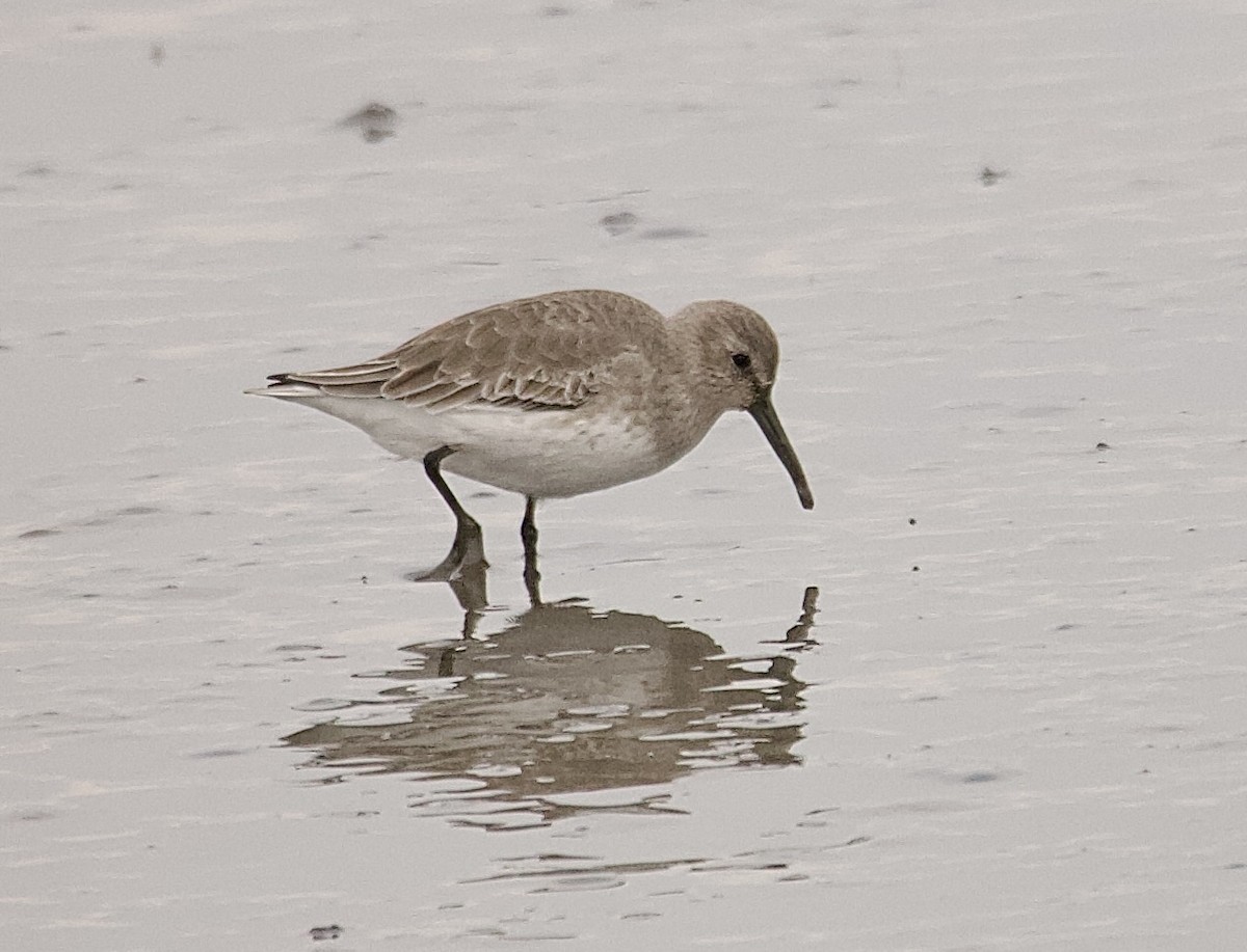 Чернозобик - ML645652751