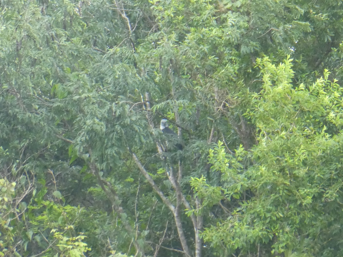 Кайеннский коршун - ML645652752