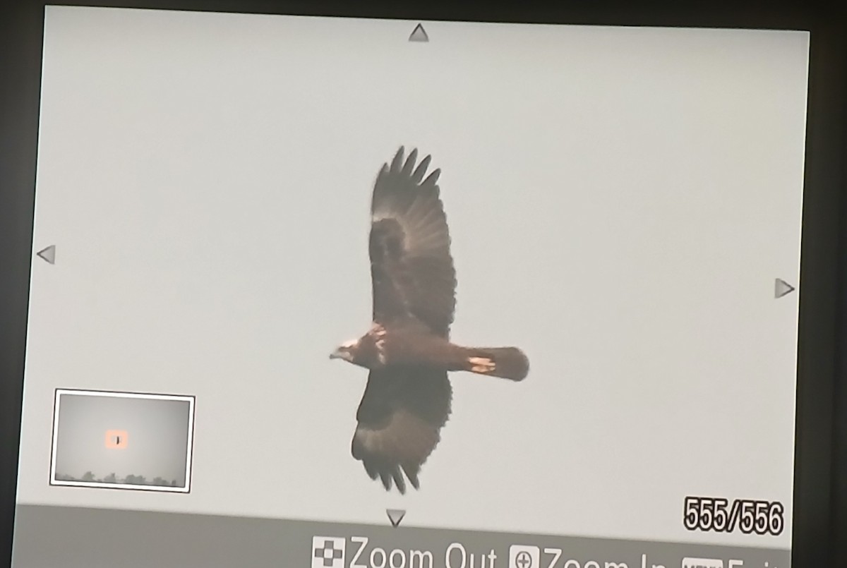 Western Marsh Harrier - ML645652755