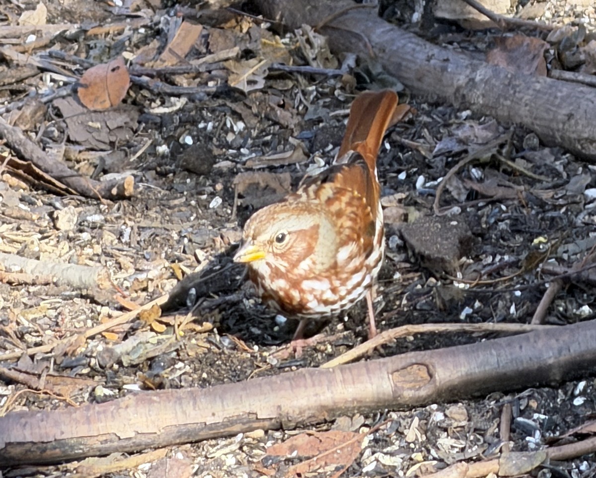 Fox Sparrow - ML645652756