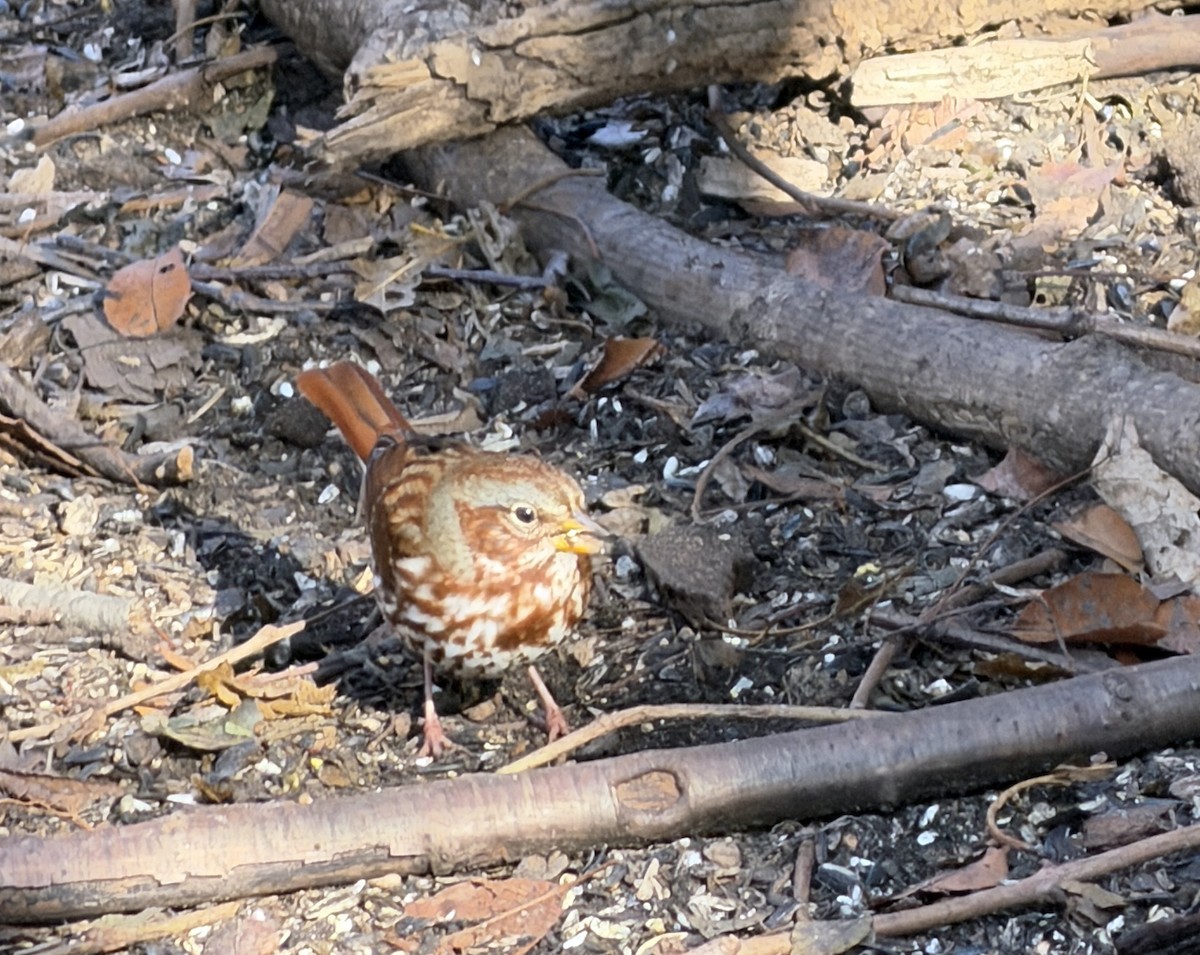 Fox Sparrow - ML645652757