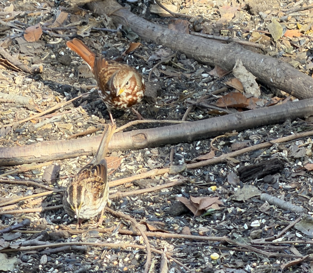 Fox Sparrow - ML645652758