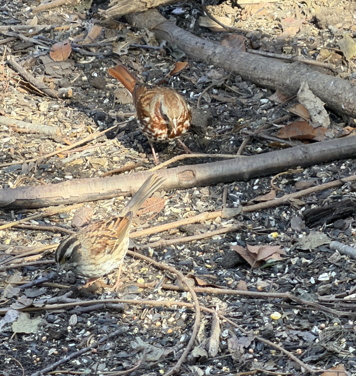 Fox Sparrow - ML645652759