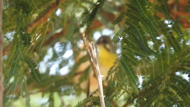 Горобцеподібні sp. - ML645652763