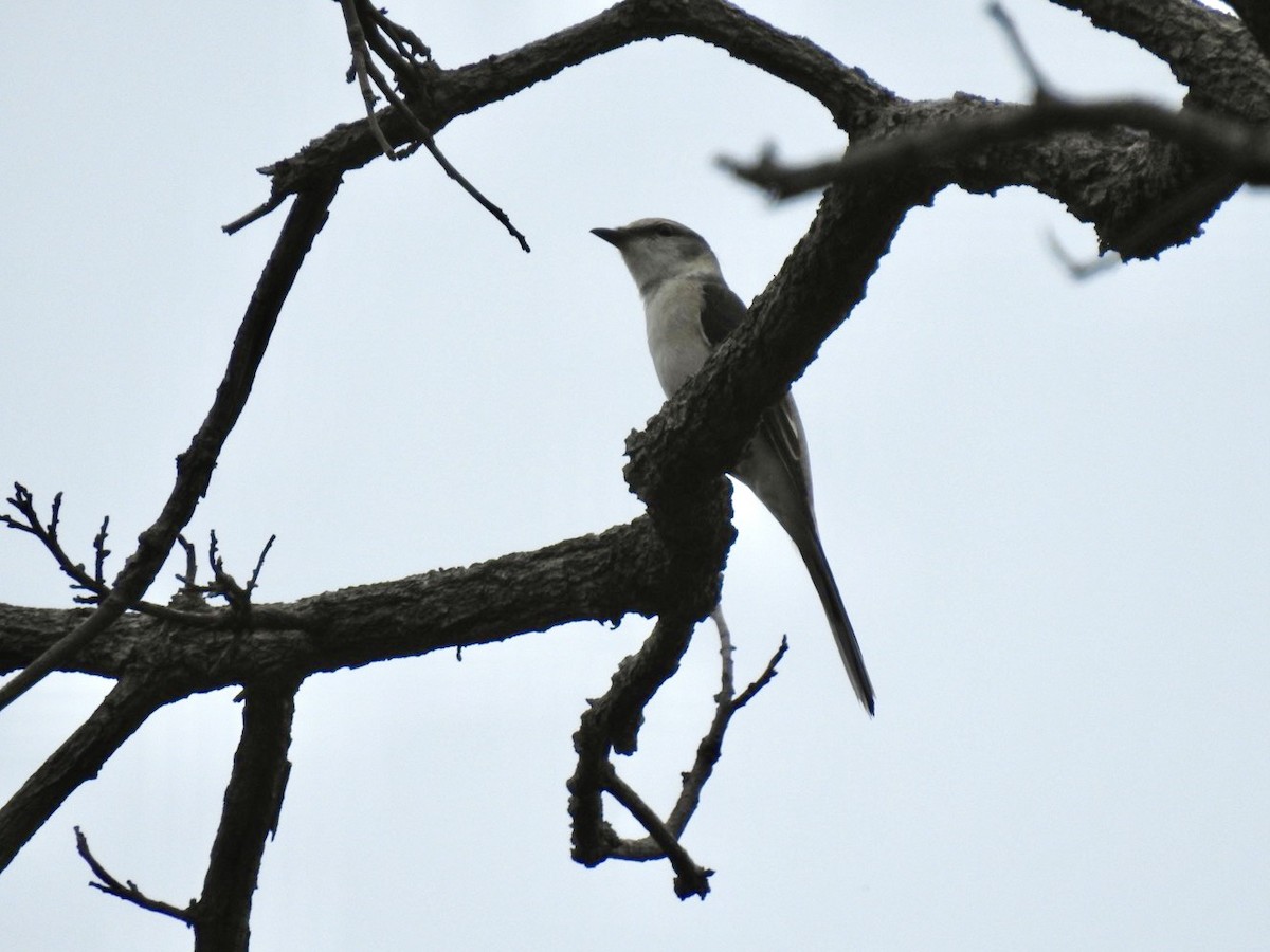 Ashy Minivet - ML645652765