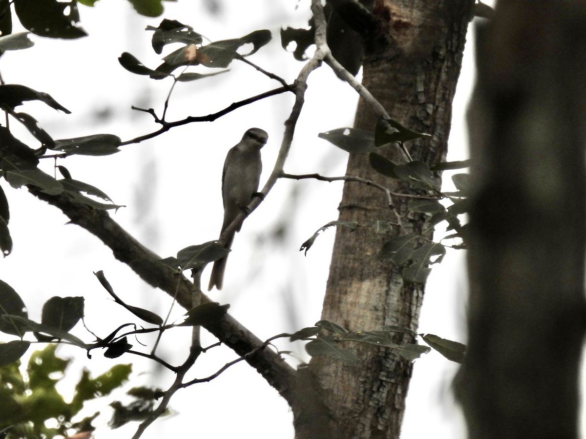 Ashy Minivet - ML645652766