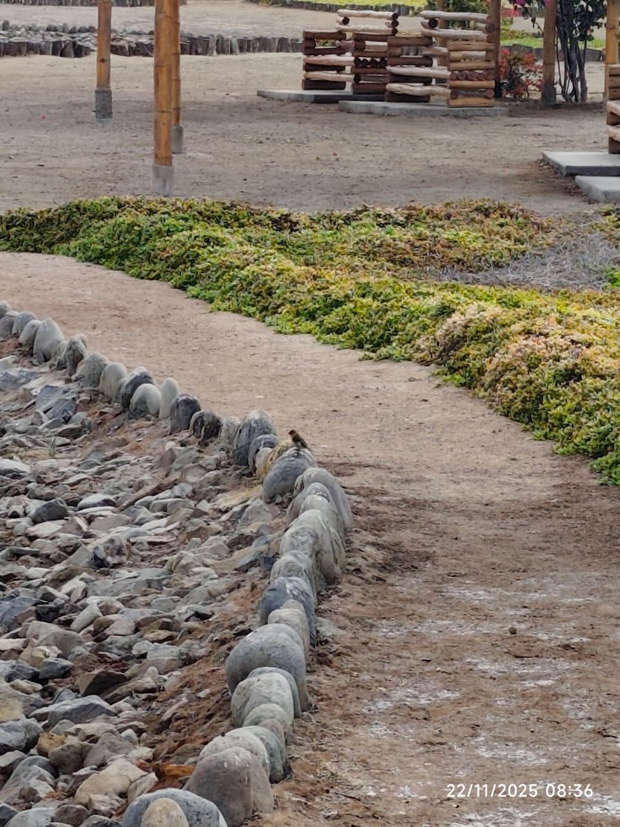 čížek jihoamerický - ML645652777