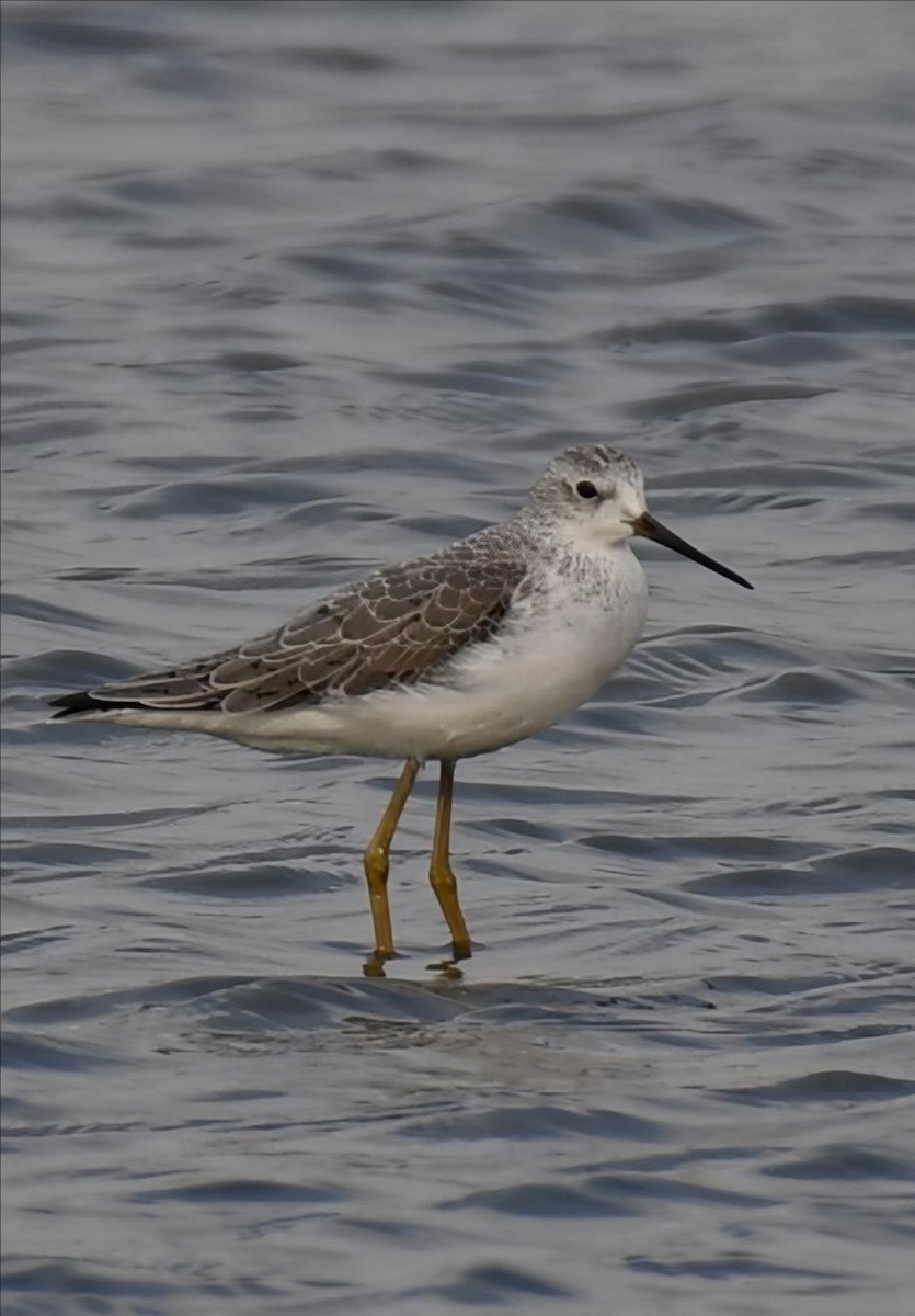 Marsh Sandpiper - ML645652780